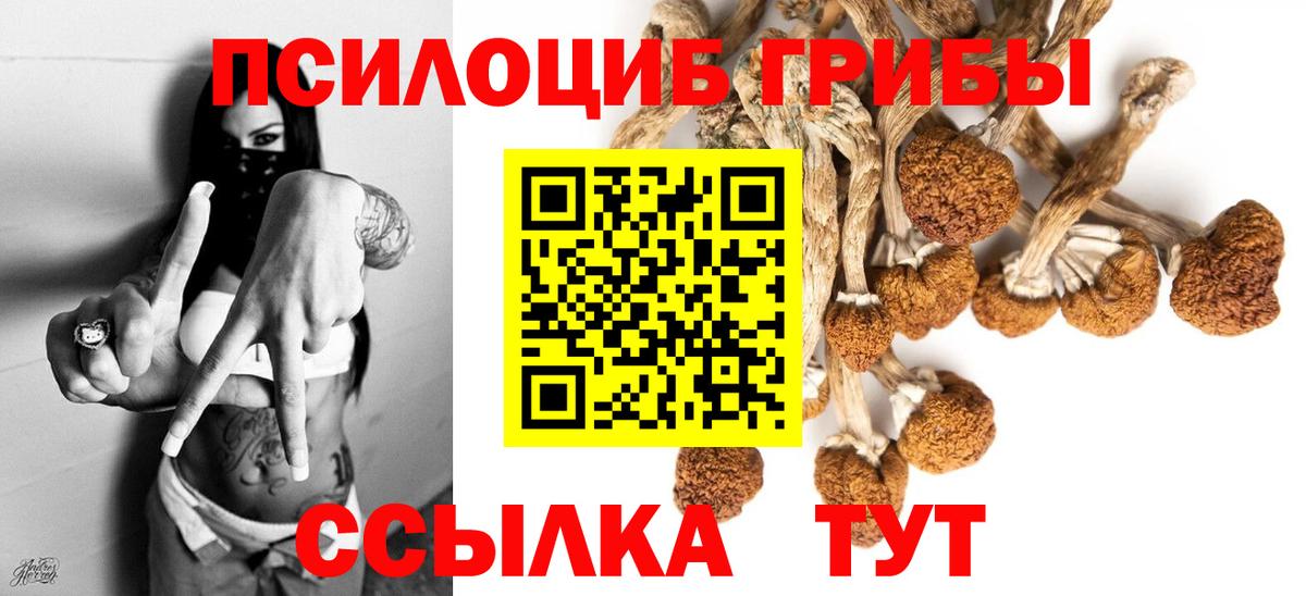 Псилоцибиновые грибы GOLDEN TEACHER Балтийск